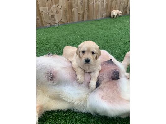 Πωλείται κουτάβι Golden Retriever